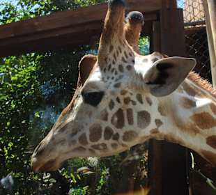 Zoo 10 Min. entfernt