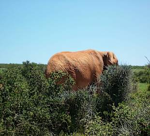 Elefant kreutz den Weg