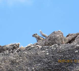 Urocze wiewiórki z plazy