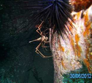 Tauchen am Hausriff- Krebse