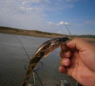 Streber - protected and rare species