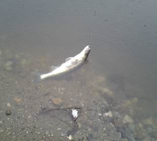 Zander in the January rain