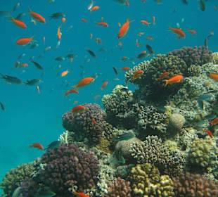 Korallenriff