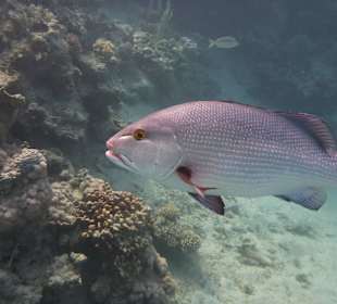 "Heinrich" der Geduldige