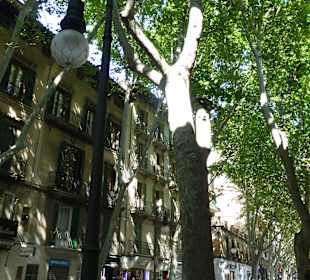 Stadtrundfahrt Palma