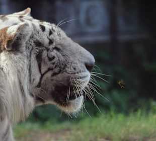 Weißer Tiger
