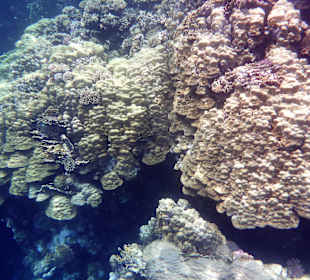 Schnorcheln El Quseir