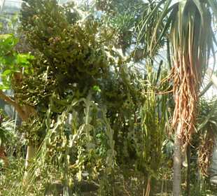 Botanischer Garten München