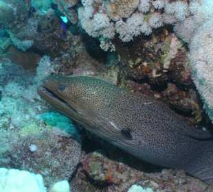 Muräne beim Tauchen