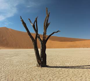 Dead Vlei