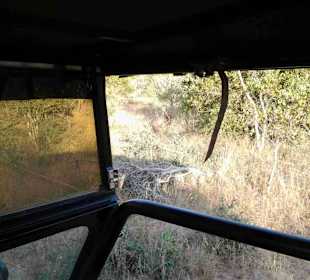 Krüger Nationalpark