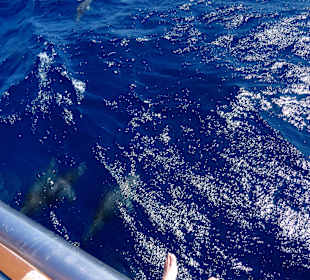 Delfintour