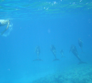 Tauchgebiet Dolphin House