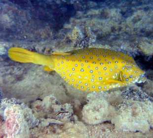 Gelber Kofferfisch