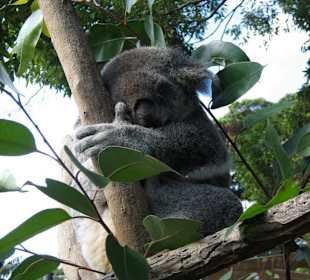 Taronga Zoo 02