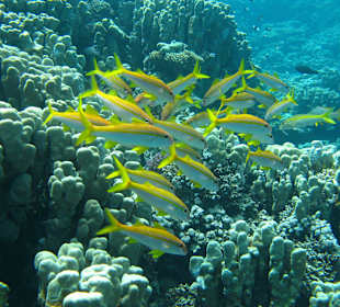 Unterwasserwelt Gorgonia Beach