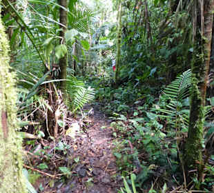 Wanderung durch den Nebelwald/Regenwald