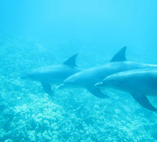 Delfinen schwimmen 