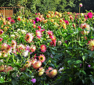 Impressionen aus dem Dahliengarten Hamburg
