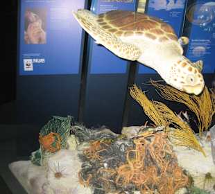 Versch. Meeresbewohner