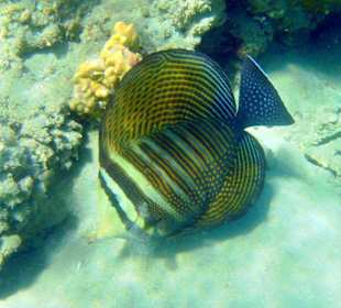 Indischer Segelflossendoktor