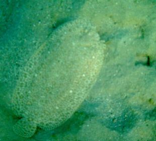 Beim Schnorcheln gesehen. Scholle