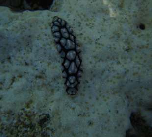 Warzenschnecke
