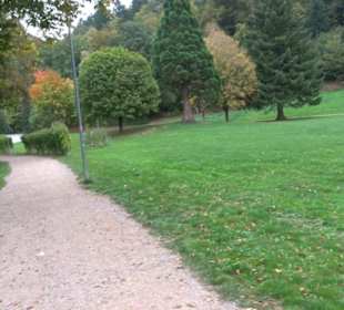 Baumkronenweg Waldkirch