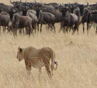 Löwin bei der Jagdt