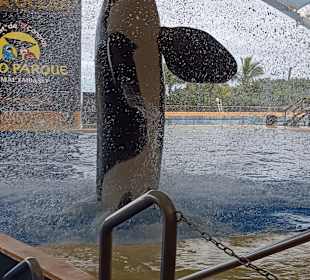 Loro Parque 