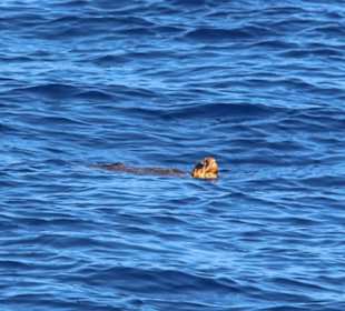 Delfin und Walbeobachtung 3 stündig 