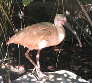 Ibis