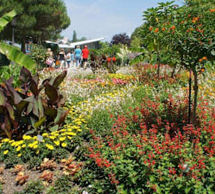 Alejki na wyspie Mainau