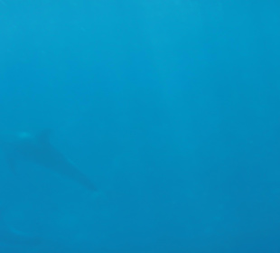 Delphinschwimmen mit Delfine & Meer Hurghada