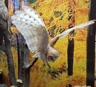 Diorama im Naturkundemuseum Coburg