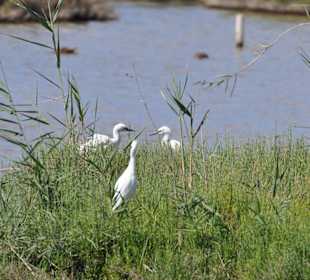 Naturpark S'Albufera