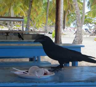 Auf Saone sehen "Mitesser" so aus