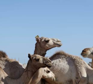 Kamelmartkt