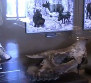 Naturhistorisches Museum