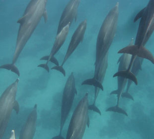 Mogli Delfine und Schnorcheln 