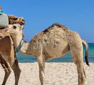 Kamelreiten Hammamet
