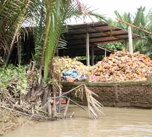 Kokosnüsse-lebenswichtig