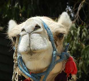 Kamelreiten für 2 Dinar