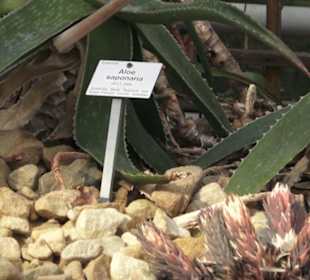 Botanischer Garten