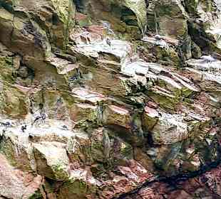 Ausflug Ballestas Inseln