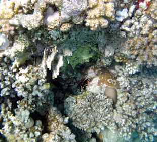 Feuerfisch ganz klein