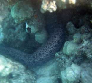 Riesenmuräne blitzschnell verschwunden