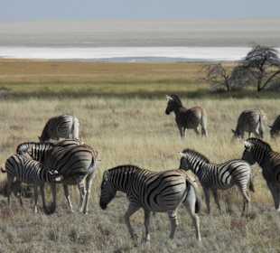 Etosha Nationalpark