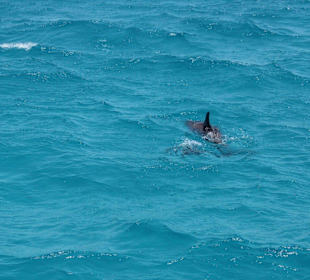 Ausflug zum "Dolphin House"