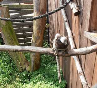 Äffchen